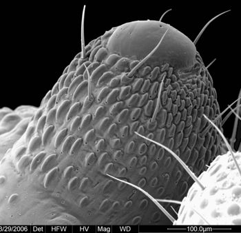 Media type: image; Invertebrate Zoology 133769